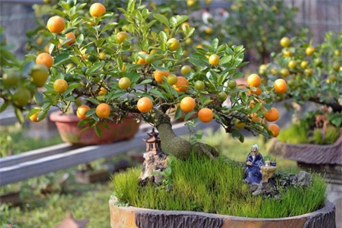 BẢN TIN TÀI CHÍNH - KINH DOANH: Quất tí hon giá 4 triệu đồng chưng Tết, Việt Nam lọt top 60 nền kinh tế sáng tạo nhất thế giới