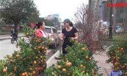 CLIP: Quất tí hon được bán với giá 4 triệu đồng/cây tại chợ Tết