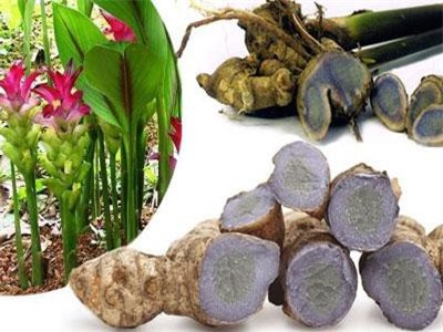 Khám phá cây nghệ đen phổ biến nhưng ít người biết ở Việt Nam