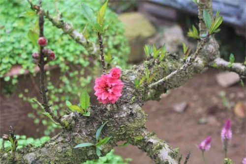 Chi&#xEA;m ng&#x1B0;&#x1EE1;ng &#x111;&#xE0;o Th&#x1EA5;t Th&#x1ED1;n gi&#xE1; tr&#x103;m tri&#x1EC7;u &#x111;&#x1ED3;ng, nhi&#x1EC1;u tu&#x1ED5;i h&#x1A1;n ch&#x1EE7; c&#xE2;y