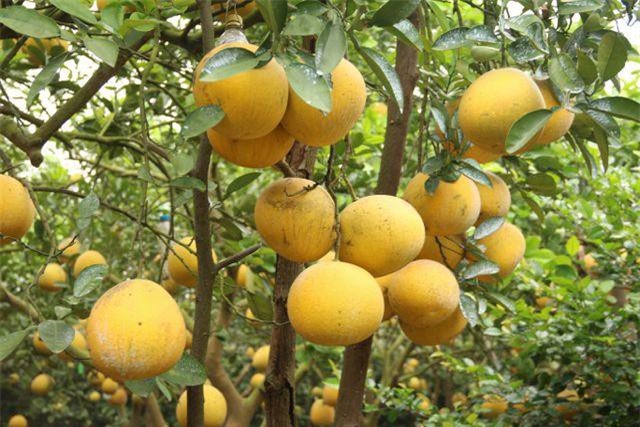 Hoa quả Tết: Hái tận vườn, bán giá khủng vẫn “cháy hàng”