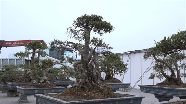 Cận cảnh cây đỗ quyên 300 năm tuổi, đại gia Lào Cai “hét giá” 1 tỷ