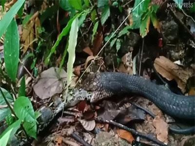 CLIP: Rắn hổ mang chúa 'ăn tươi nuốt sống' trăn 'khủng'