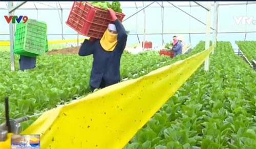 Giá rau dịp Tết biến động, các mặt hàng khô tăng giá