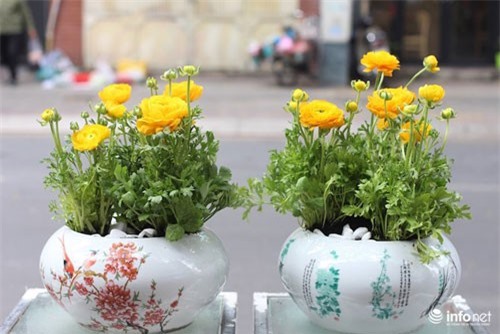 Hoa nhập khẩu chơi Tết hàng chục triệu đồng mỗi bình hút khách