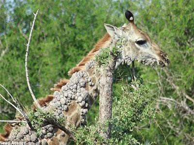 CLIP: Hươu cao cổ tội nghiệp mắc phải căn bệnh lạ