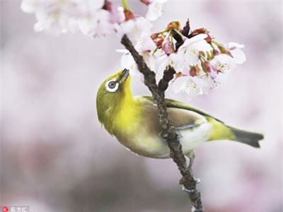Chùm ảnh chim mắt trắng ẩn hiện dưới hoa anh đào