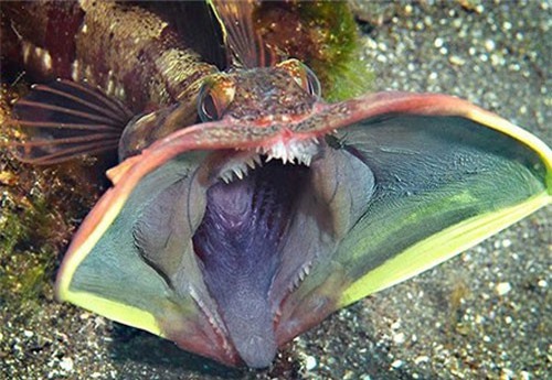 Cận cảnh loài cá nhỏ bé “ác mộng” dưới đại dương
