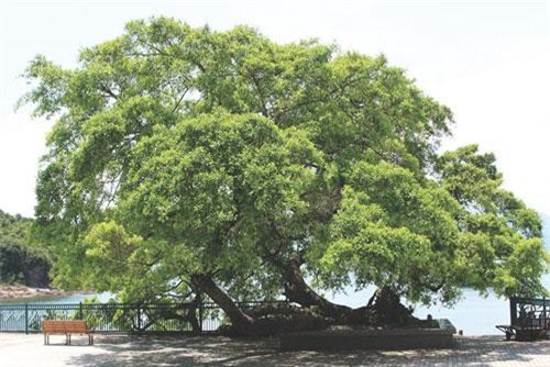 Chân dung 7 loài cây “sống thọ” nhất