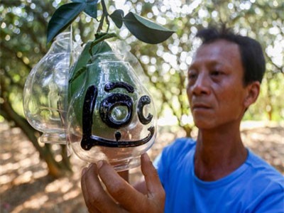 Nghệ nhân Đồng Nai 'biến tấu' ra muôn hình vạn trạng cho trái bưởi