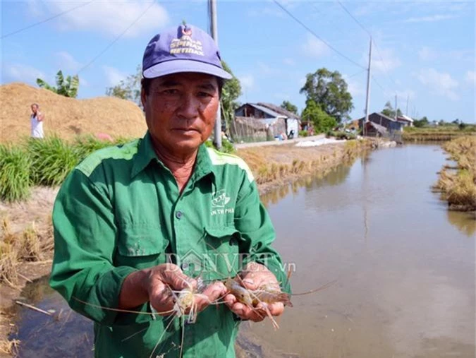 can tet, nong dan dat mui phan khoi thu hoach “con tom om goc lua” hinh anh 11