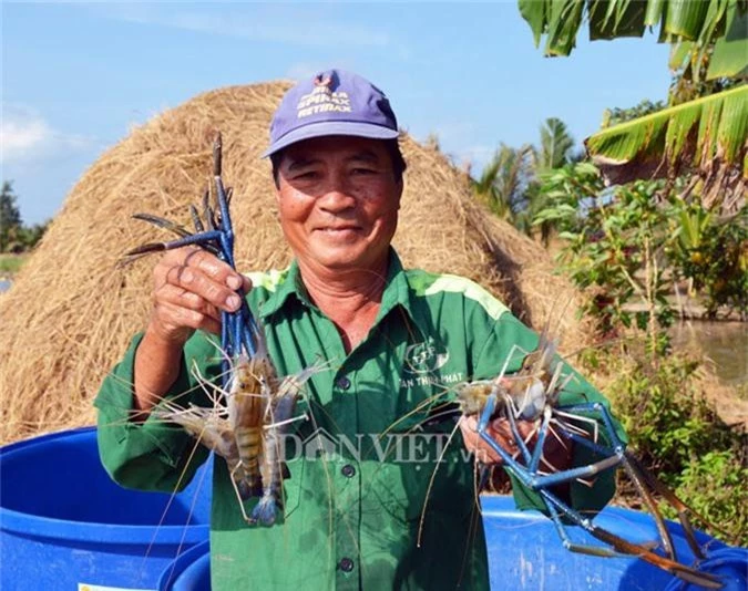 can tet, nong dan dat mui phan khoi thu hoach “con tom om goc lua” hinh anh 13