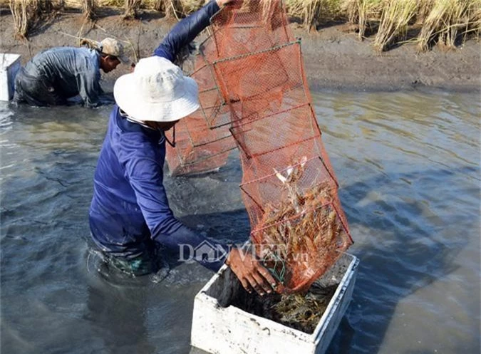 can tet, nong dan dat mui phan khoi thu hoach “con tom om goc lua” hinh anh 6