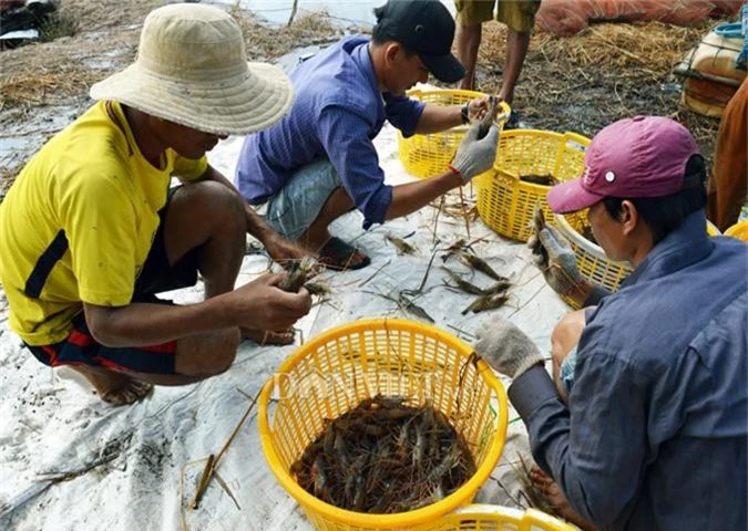 can tet, nong dan dat mui phan khoi thu hoach “con tom om goc lua” hinh anh 9