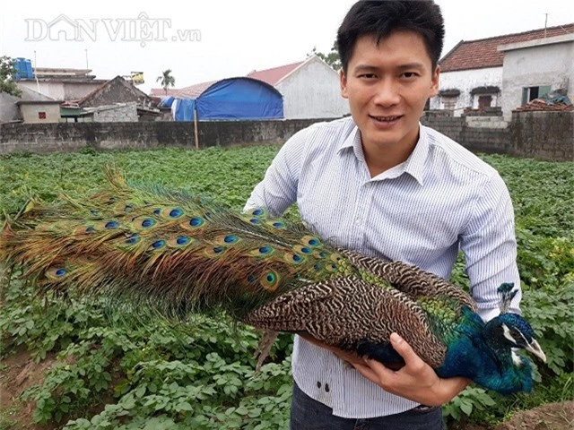 nam dinh: nuoi chim cong cho nha giau choi tet, kiem bon tien hinh anh 1