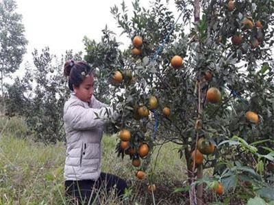 Hà Tĩnh: Bỏ việc ở phố, hotgirl về quê nuôi gà, trồng cam đặc sản