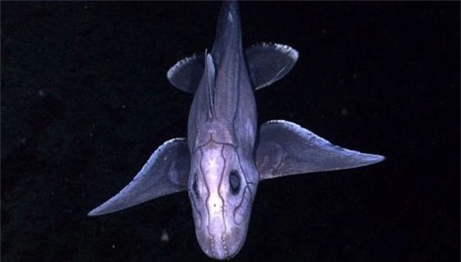Top 10 quái vật biển đáng sợ nhất hành tinh - ảnh 10