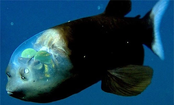 Top 10 quái vật biển đáng sợ nhất hành tinh - ảnh 3