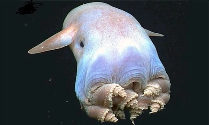 Top 10 quái vật biển đáng sợ nhất hành tinh - ảnh 4