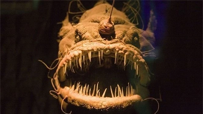 Top 10 quái vật biển đáng sợ nhất hành tinh - ảnh 5