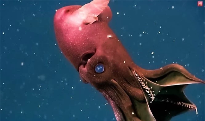 Top 10 quái vật biển đáng sợ nhất hành tinh - ảnh 6
