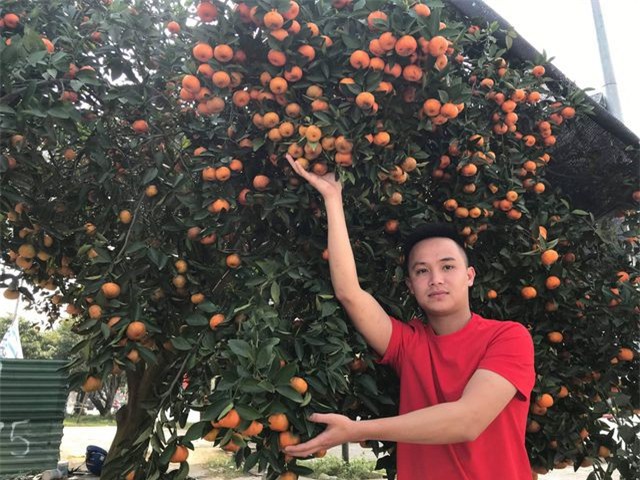 Ngắm cây quýt cổ thụ có 3 tạ quả, giá trăm triệu