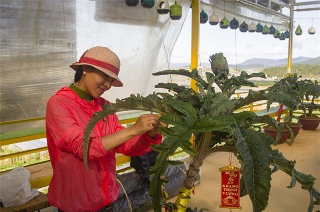 Hoa tết “độc – lạ”: Chậu hoa Atiso Đà Lạt “hữu sắc, đa năng” 