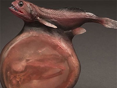 10 quái vật biển đáng sợ nhất hành tinh