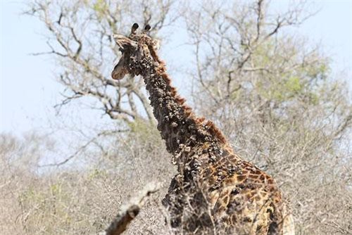 CLIP HOT (25/1): Linh dương rượt hai con sư tử chạy tán loạn, hươu cao cổ bị xa lánh vì mắc căn bệnh lạ