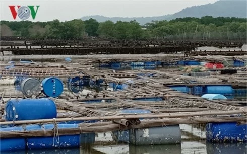 nong dan ba ria-vung tau lai lon tu nuoi hau thai binh duong hinh 1