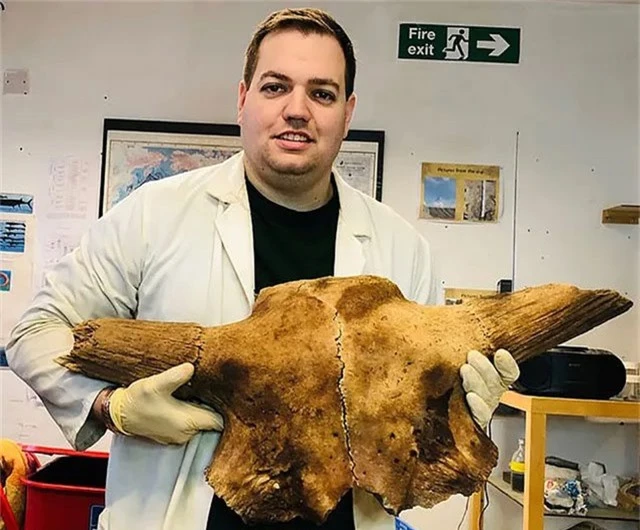Hộp sọ loài trâu khổng lồ thời cổ đại mới được phát hiện tại Anh.