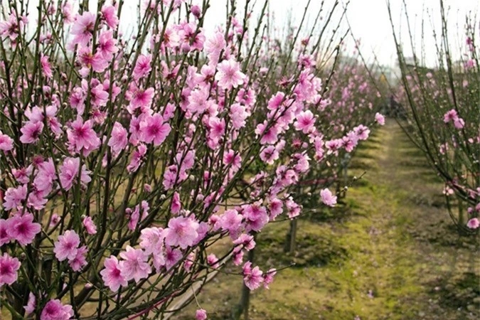 Y nghia bat ngo 9 loai hoa choi Tet duoi ta khi, hut tai loc-Hinh-2