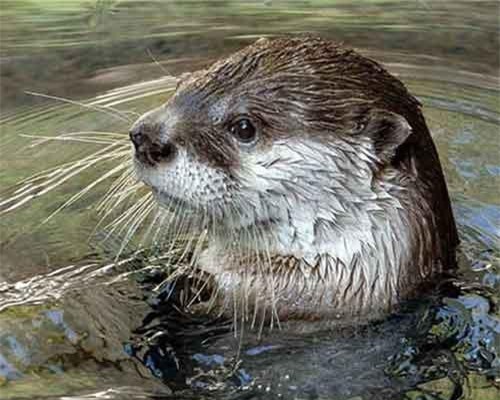 Truyền thuyết đáng sợ về 5 loài yêu quái nổi tiếng Việt Nam