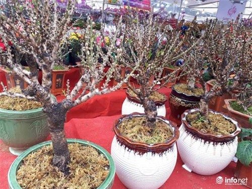 Hoa đào lạ gần chục triệu mỗi cây săn khách chơi Tết