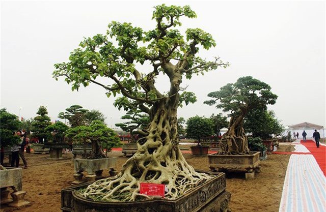 Cây bồ đề trăm tuổi độc nhất Việt Nam, đại gia đặt 2 tỷ đồng không mua nổi
