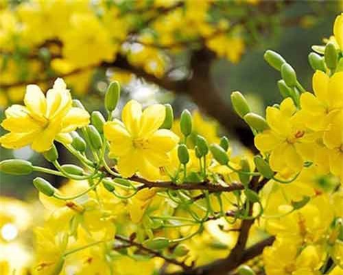 Ý nghĩa bất ngờ 9 loài hoa chơi Tết đuổi tà khí, hút tài lộc