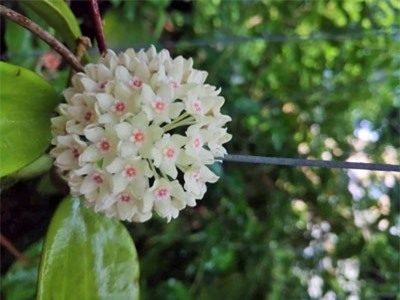 Vườn cẩm cù 10.000 cây đủ loại rực rỡ khoe sắc của cô giáo Hà Nội