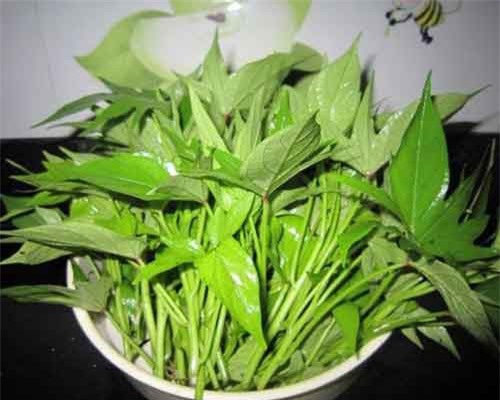 Vì sao gọi lá khoai lang là 'món ăn trường thọ hàng đầu'?