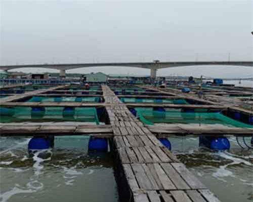 Nông dân Bà Rịa-Vũng Tàu lãi lớn từ nuôi hàu Thái Bình Dương