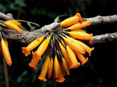 Kỳ lạ cây có hoa mọc từ thân, có thể nấu ăn ở VN