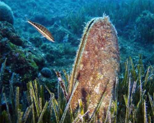 Biểu tượng dưới nước của Địa Trung Hải bị đe dọa hủy hoại