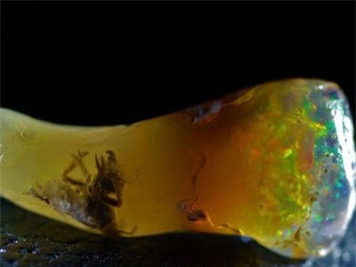 Phát hiện viên đá quý cực hiếm chứa… côn trùng hoá thạch độc nhất vô nhị
