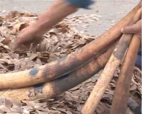 Thu giữ lượng lớn vảy tê tê và ngà voi nhập lậu