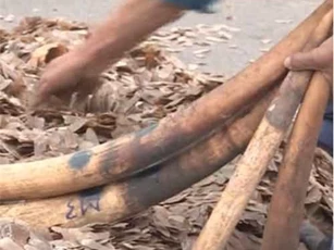 Thu giữ lượng lớn vảy tê tê và ngà voi nhập lậu