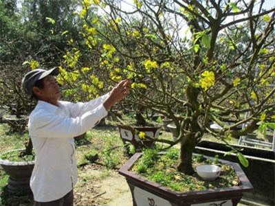 Quảng Nam: Chăm mai như chăm con mọn, 3 ngày Tết bỏ túi tiền tỷ