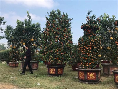 Quýt cổ 'khủng' 20 năm tuổi được 'quát' giá cả trăm triệu ở Nghệ An