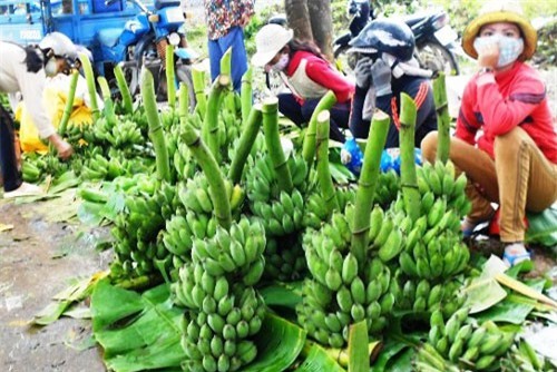 BẢN TIN TÀI CHÍNH-KINH DOANH: Chuối Tết giá 500.000/buồng, iPhone trượt dốc thảm hại