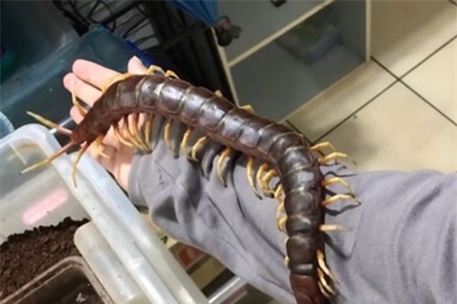 CLIP HOT (26/1): Nuôi rết khổng lồ làm thú cưng, những khoảnh khắc khó đỡ của các cầu thủ