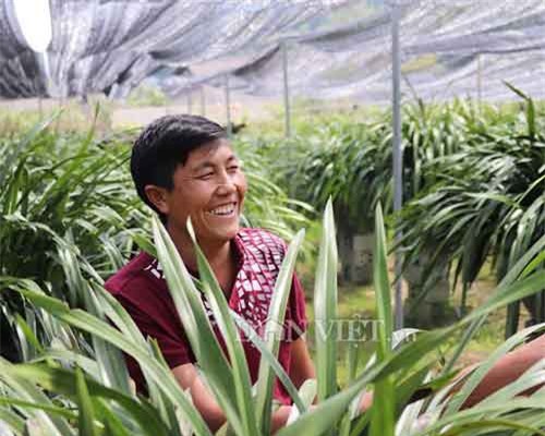 Hoa Tết: Trai Sa Pa kiếm bộn tiền từ địa lan Trần Mộng dài cả mét