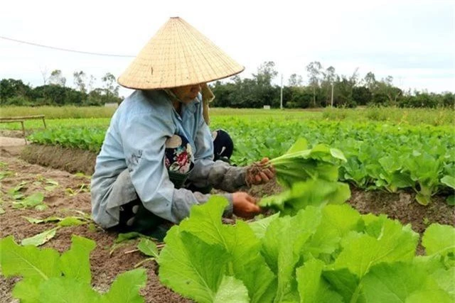 Vùng rau tết ở Quảng Nam